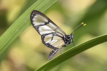 Papillon aux ailes translucides