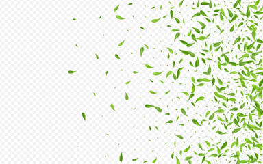 Swamp Foliage Tree Vector Transparent Background