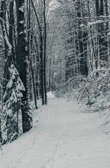 Vertical shot of a narrow snowy path, among tall trees of a a forest on a winter day