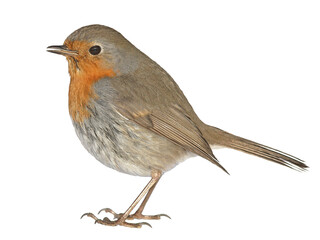 robin bird png format isolated on clear background