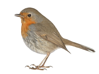 robin bird png format isolated on clear background