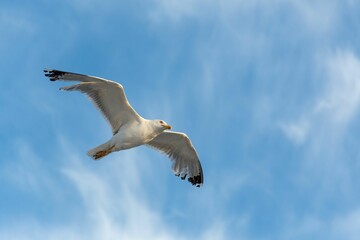 Mid-air view of a seagull bird flying with spread wings in the blue sky