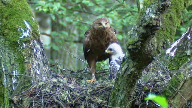 Lesser spotted eagle in nest with chick. Aquila pomarina eagle feeds the chick.