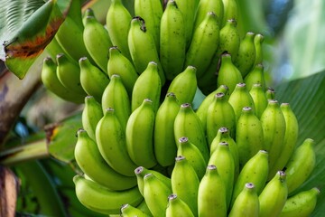 Cluster of green bananas growing on palm tree