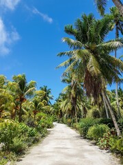 Empty road through exotic tropical forest with palm trees on a sunny day