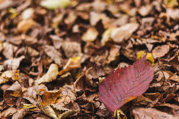 Beatiful autumn leaves background. Fall season. Orange leaves