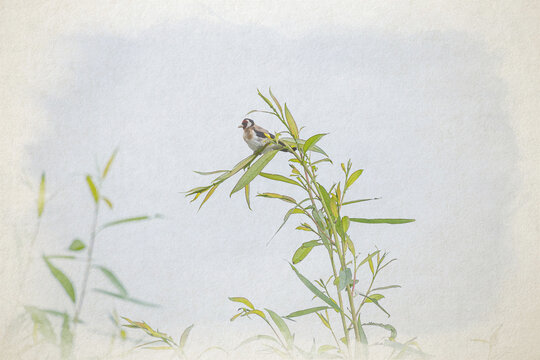 Colourful European Goldfinch. A digital watercolour painting of Carduelis carduelis in a tree.