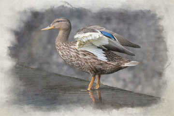 A female Mallard dabbling duck, Anas platyrhynchos digital watercolour painting. - obrazy, fototapety, plakaty