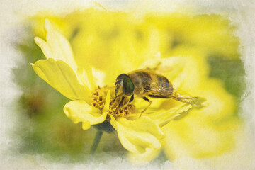 Bee, or Honeybee digital watercolour painting. Apis Mellifera collecting pollen from a yellow flower.