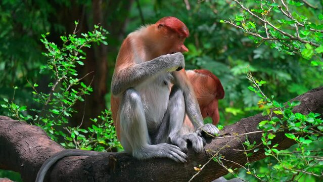 (Nasalis larvatus) long-nosed monkey with reddish-brown hair