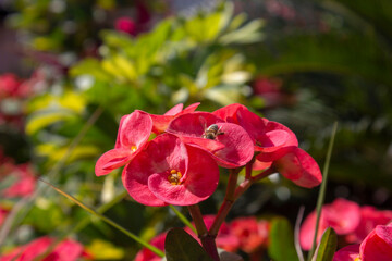 A bee on red flowers in the garden with greenery in the background 
