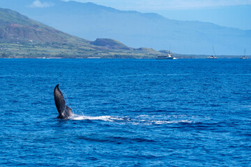 Fototapeta premium Whale Watching in Maui
