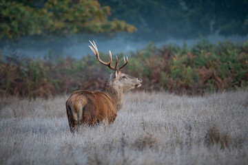Looking for a mate