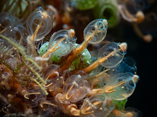 Small colony of sea squirt