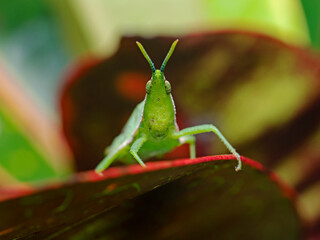 Grenn Grasshopper on a red plant leaf