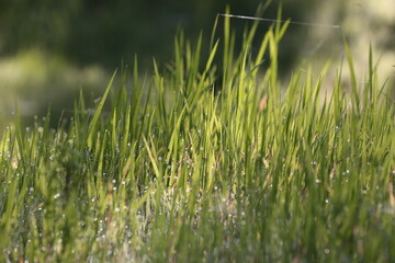 Fresh green grass with dew drops. Blur green nature background
