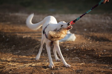 Dog playing with owner in the park
