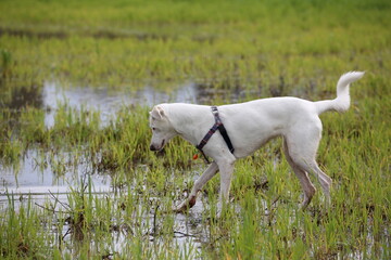 Fototapeta premium White Canaan dog listens carefully to commands. Dog training