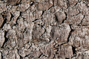 Macro shot of tree bark