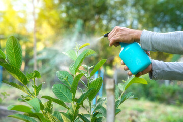 Hands are using a proxy to spray a mixture of insecticide and spray the tops of young plants to...