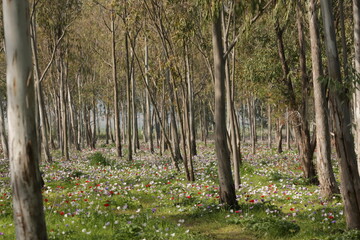 Colorful anemones in the forest near Megido in northern Israel