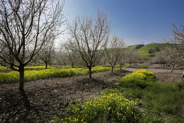 Fototapeta premium Blooming almond orchard in northern Israel