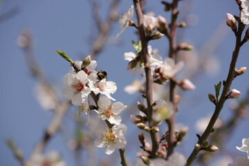 Blooming almond orchard in northern Israel