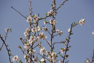 Blooming almond orchard in northern Israel