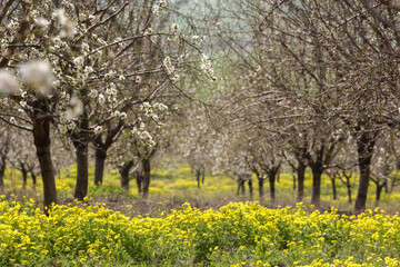 Fototapeta premium Blooming almond orchard in northern Israel