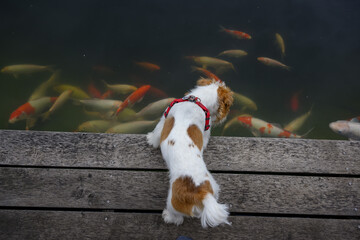 Dog and fish