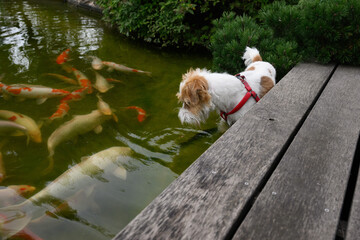 Dog and fish
