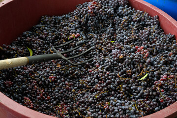  The process of squeezing grapes
