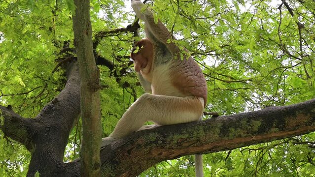 (Nasalis larvatus) long-nosed monkey with reddish-brown hair