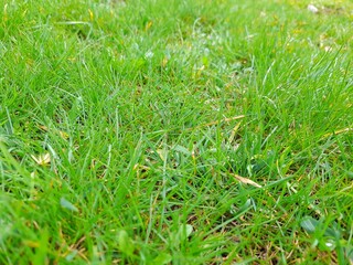Fresh green grass on a meadow in the morning with dew drops. Spring landscape, nature background.