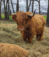 Highland Rinder stehen auf der Weide im Stroh 