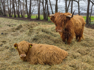 Highland Rinder stehen auf der Weide im Stroh 