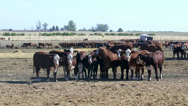 Braford es una raza bovina combinaci&oacute;n gen&eacute;tica de razas Brahman y Hereford