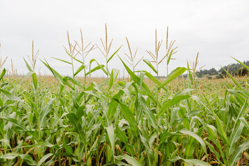 Corn field