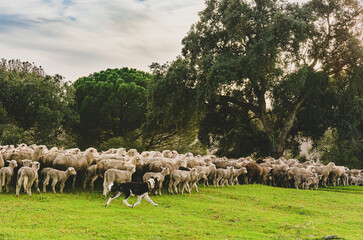 Obraz premium Sheeples in Paradise: A Flock-tastic Adventure