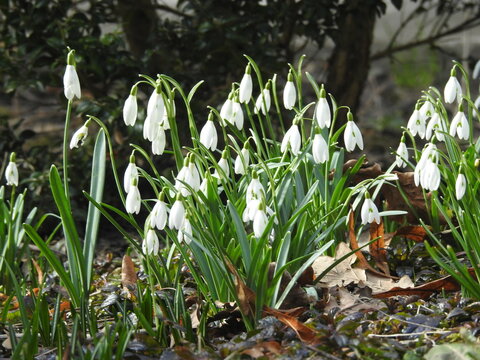 snowdrops in the garden