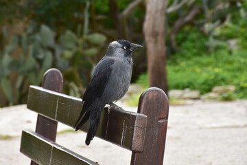 western jackdaw (Coloeus monedula) or Eurasian jackdaw siting on settle in park