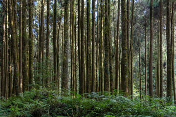 Green forest at Alishan National Forest Recreation Area