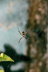 Spider in nature in its web