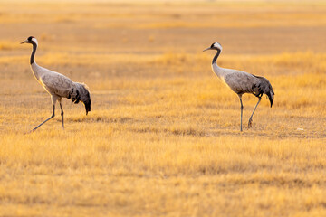 Pareja de grullas comunes (grus grus) en un cálido atardecer