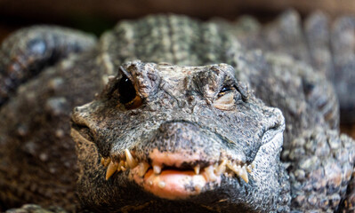 Obraz premium alligator in the zoo