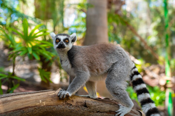 Close-up portrait of the ring-tailed lemur (Lemur catta) in a jungle looking around. Alone without family. Fuerteventura, Spain.