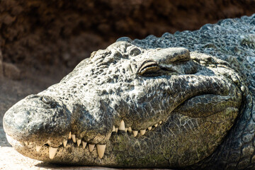Obraz premium alligator in the zoo