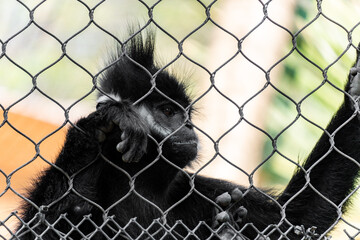 san antonio zoo wildlife
