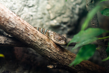 san antonio zoo wildlife