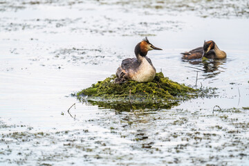 A pair of water birds, Great Crested Grebe, feeding chick at nest.